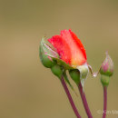 Rose buds & rain drops