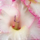 Gladioli in the rain