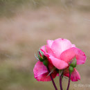 Rose in the rain