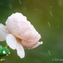 Rose in the rain