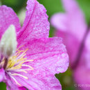 Clematis & bud