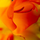 Gladioli