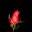 Rose bud