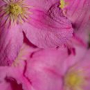 Softly lit clematis