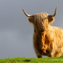Highland cow 1