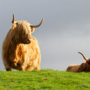 Highland cattle