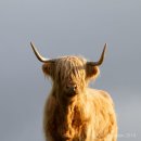 Highland cow 2