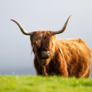 Highland cow 3