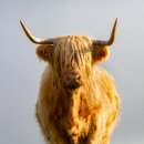 Highland cow 4