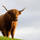 Highland cow 5