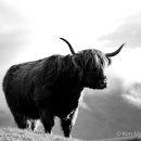 Highland cow in dramatic light