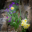 Spring Flowers at Burnby Hall