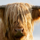 Highland cow 6