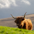 Highland cow out on the hills