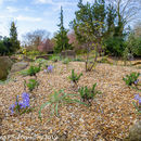 Spring Flowers at Burnby Hall