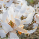 Spring Flowers at Burnby Hall