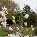 Spring Flowers at Burnby Hall