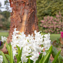 Spring Flowers at Burnby Hall