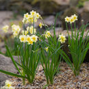 Spring Flowers at Burnby Hall