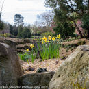 Spring Flowers at Burnby Hall