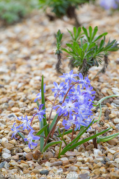 Spring Flowers at Burnby Hall