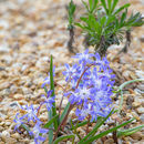 Spring Flowers at Burnby Hall