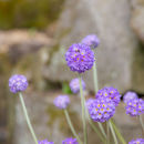 Spring Flowers at Burnby Hall