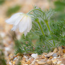 Spring Flowers at Burnby Hall