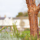 Spring Flowers at Burnby Hall