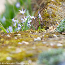 Spring Flowers at Burnby Hall