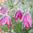 Spring Flowers at Burnby Hall