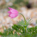 Spring Flowers at Burnby Hall