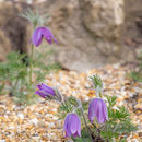 Spring Flowers at Burnby Hall