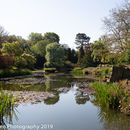 Spring Flowers at Burnby Hall