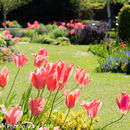 Spring Flowers at Burnby Hall