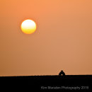 Partridges in love at sunset