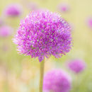 Spring Flowers at Burnby Hall