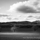 A shaft of sunlight on tree under the White Horse at Kilburn