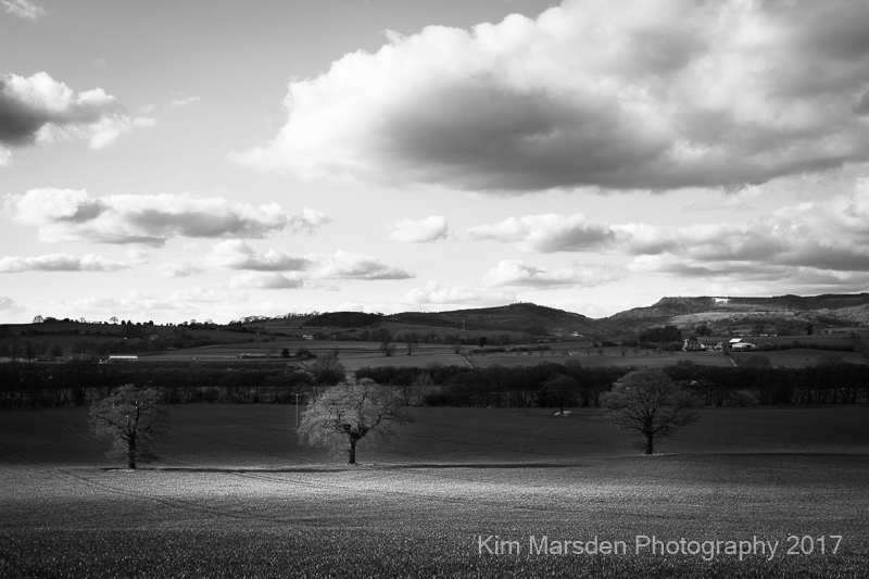 A shaft of sunlight on tree under the White Horse at Kilburn