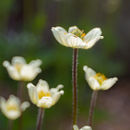 Spring Flowers at Burnby Hall