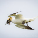 Gannet preparing nest