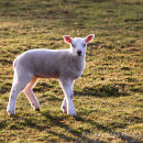 Backlit lamb - in the late evening light