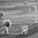 Sheep grazing in the late evening light