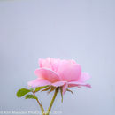 IMG 6986