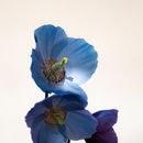 IMG 7074