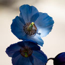 IMG 7076