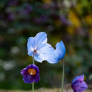 IMG 7087
