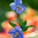 IMG 7096