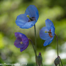 IMG 7097
