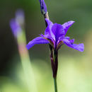 IMG 7098